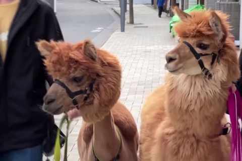 Video: Einmal Knuddeln für 1.000 Yen