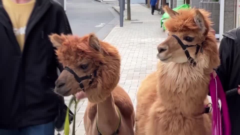 Video: Einmal Knuddeln für 1.000 Yen