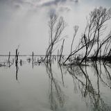An der Küste bei Demak auf Java im Juni stehen tote Bäume im Salzwasser. Der ansteigende Meeresspiegel sorgt nicht nur dafür, dass Bäume absterben. Indonesien gibt auch die langsam im Meer versinkende Metropole Jakarta auf der Insel Java als Hauptstadt auf und baut eine neue: Nusantara.