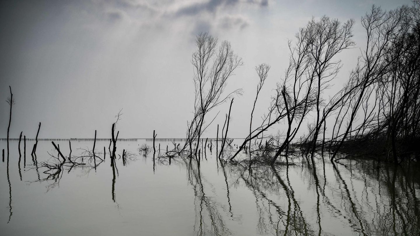 An der Küste bei Demak auf Java im Juni stehen tote Bäume im Salzwasser. Der ansteigende Meeresspiegel sorgt nicht nur dafür, dass Bäume absterben. Indonesien gibt auch die langsam im Meer versinkende Metropole Jakarta auf der Insel Java als Hauptstadt auf und baut eine neue: Nusantara.