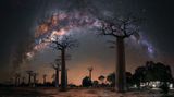 Steffi Lieberman “Night under the Baobab Trees”