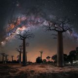 Steffi Lieberman “Night under the Baobab Trees”