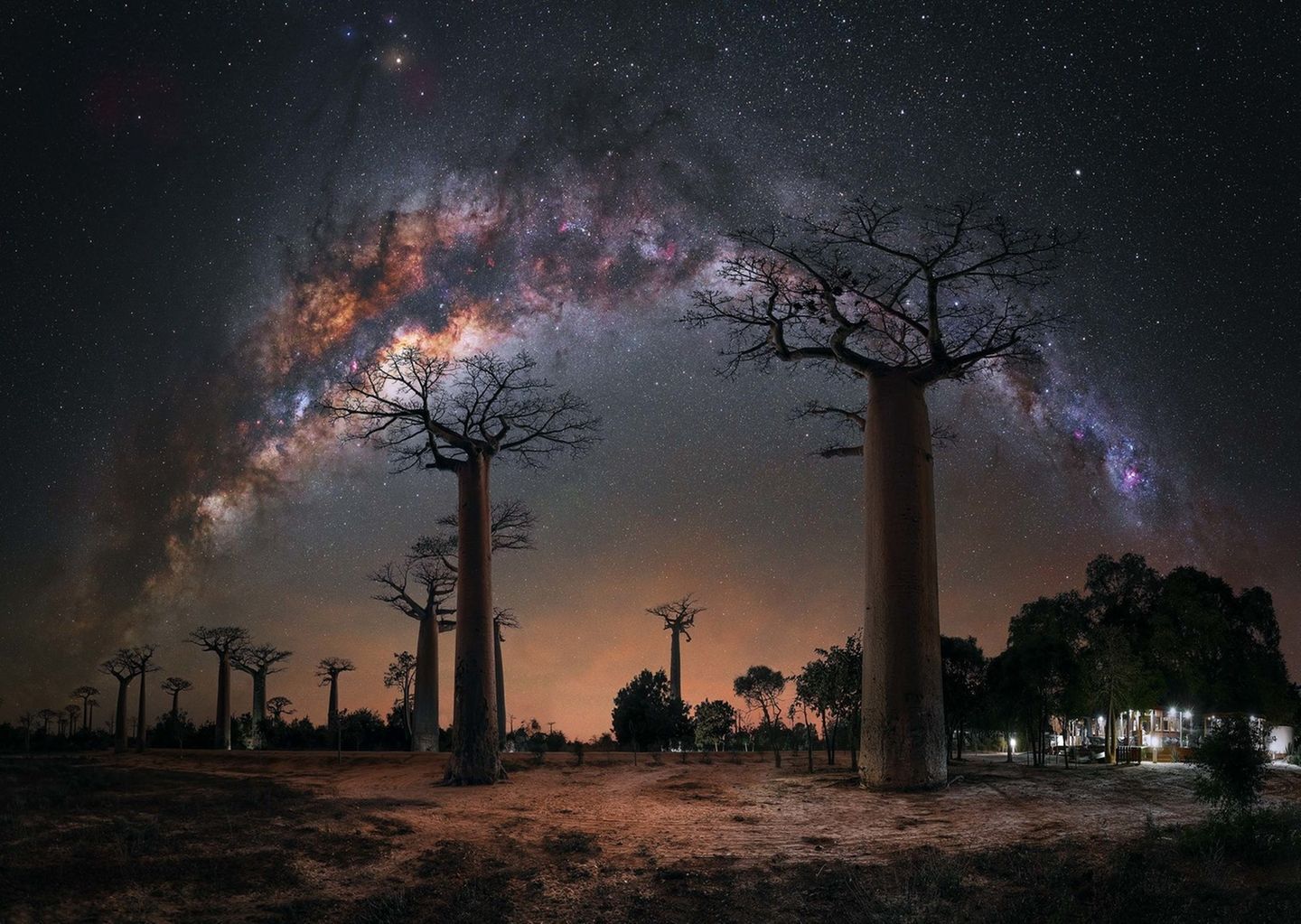 Steffi Lieberman “Night under the Baobab Trees”
