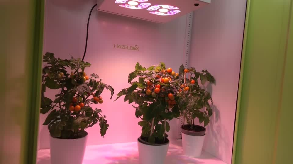 Video: "Viele üben schon mal mit Tomaten" - Growboxen-Hersteller hofft auf Cannabis-Legalisierung