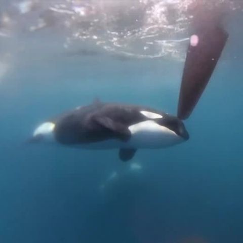 Bei Gibraltar: "Wunderschöne Tiere, aber auch ein gefährlicher Moment": Segel-Crew filmt Orca-Attacke