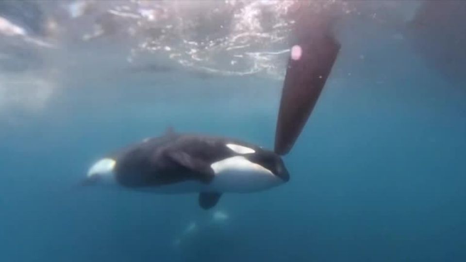 Vor Gibraltar: Orca inspiziert Ruder von Rennjacht – Crew filmt Begegnung