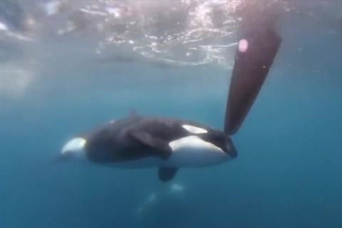 Bei Gibraltar: "Wunderschöne Tiere, aber auch ein gefährlicher Moment": Segel-Crew filmt Orca-Attacke