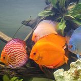 Haustier: Ein bunter Diskusfisch in einem Aquarium