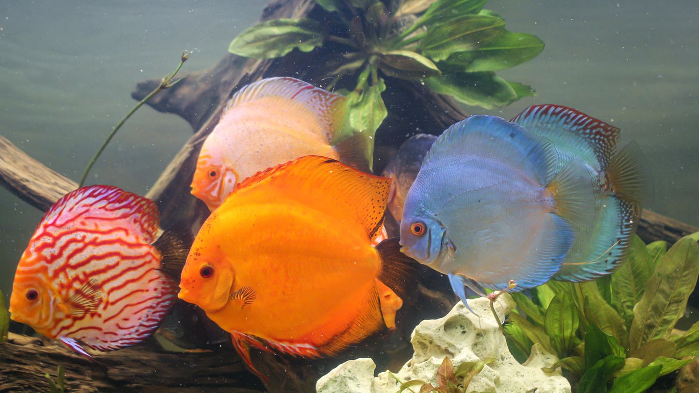Haustier: Ein bunter Diskusfisch in einem Aquarium