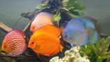 Haustier: Ein bunter Diskusfisch in einem Aquarium