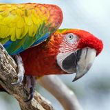 Ein Papagei als als Haustier