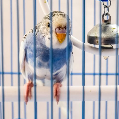 Ein Wellensittich als Haustier sitzt in einem Käfig