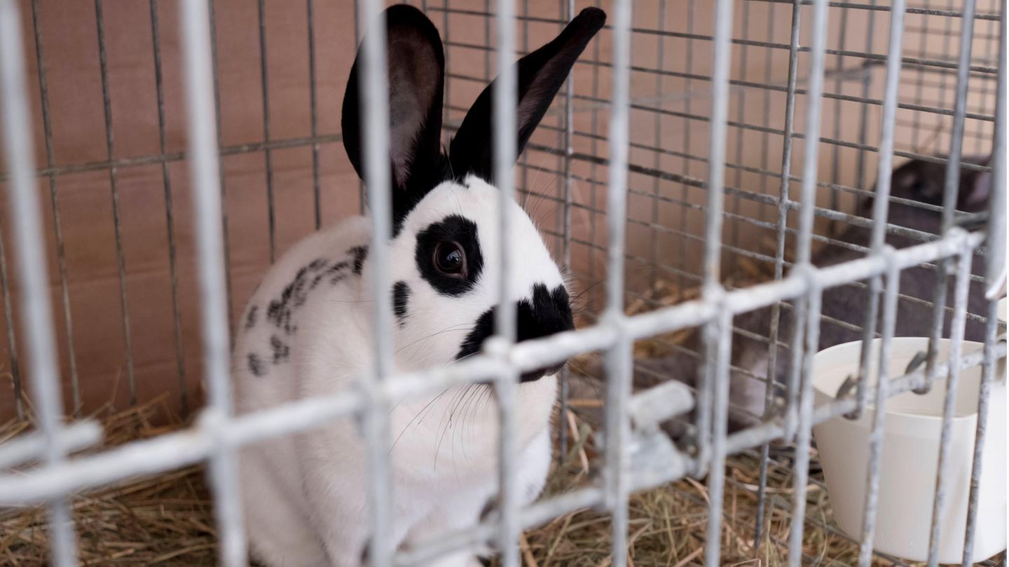 Ein Kaninchen in einem Käfig als Haustier