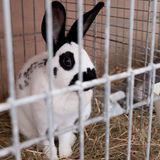 Ein Kaninchen in einem Käfig als Haustier