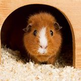 Ein Meerschweinchen als Haustier