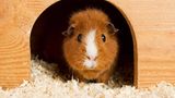 Ein Meerschweinchen als Haustier