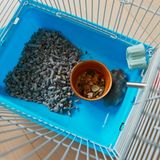 Ein Hamster als Haustier in einem Käfig von oben fotografiert