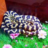 Eine Schlange als Haustier