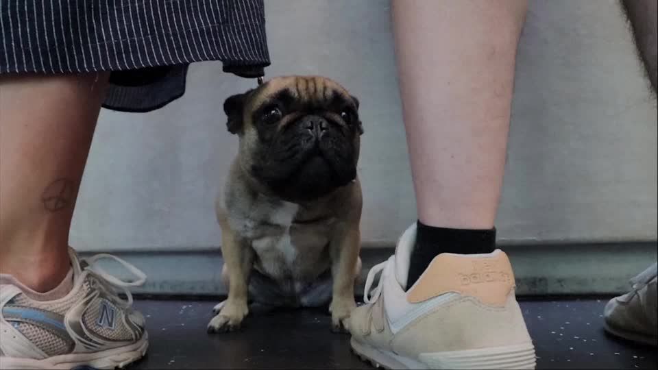 Video: Kurz Schnauze, kurzer Atem: Niederlande planen neues Gesetz zum Verbot von Qualzuchten