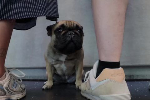 Video: Kurz Schnauze, kurzer Atem: Niederlande planen neues Gesetz zum Verbot von Qualzuchten