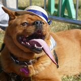 Hässlich, aber mit Stil: Dieser langzungige Kandidat wirkt mit Stohhut doch irgendwie charmant.