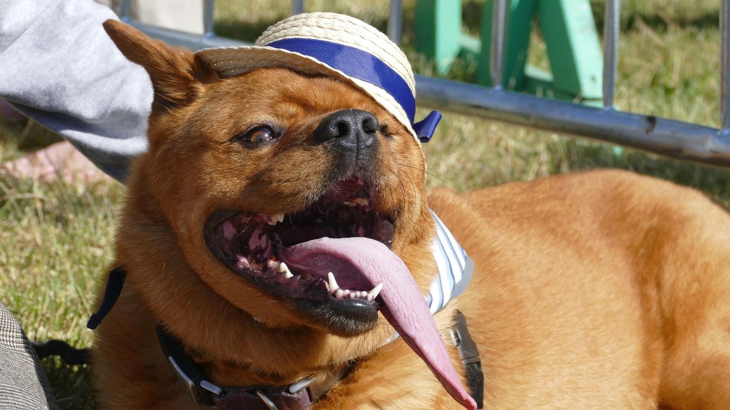 Hässlich, aber mit Stil: Dieser langzungige Kandidat wirkt mit Stohhut doch irgendwie charmant.