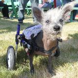 Scooter kann zwar auch auf zwei Beinen laufen und zieht seine deformierten Hinterbeine hinter sich her, der sieben Jahre alte Rüde hat aber auch ein Laufrad, mit dem er sich fortbewegen kann.