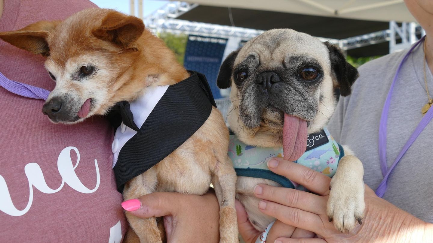 Zunge raus fürs Foto: Diese beiden etwas älteren Anwärter auf den Titel "Hässlichster Hund der Welt" wissen, wie man für ein Bild posieren muss.