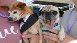 Zunge raus fürs Foto: Diese beiden etwas älteren Anwärter auf den Titel "Hässlichster Hund der Welt" wissen, wie man für ein Bild posieren muss.