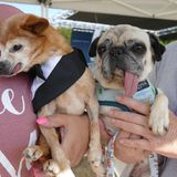 Zunge raus fürs Foto: Diese beiden etwas älteren Anwärter auf den Titel "Hässlichster Hund der Welt" wissen, wie man für ein Bild posieren muss.