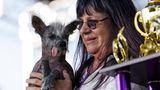 Besitzerin von Scooter ist Linda Elmquist aus Tucson im Bundesstaat Arizona unweit der mexikanischen Grenze. Nebst Pokal und Titel bekommen Scooter und sein Frauchen auch ein Preisgeld in Höhe von 1500 Dollar (rund 1380 Euro).