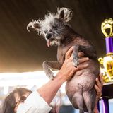 Da ist Das Ding: Also der Pokal – und Scooter, der "Hässlichste Hund der Welt". Dabei ist die Geschichte des Chinesische Schopfhunds durchaus rührend. Scooter kam mit deformierten Hinterbeinen als Welpe zur Welt und wurde von einem Züchter zum Einschläfern ins Tierheim gebracht – dort eroberte er aber das Herz seiner heutigen Besitzerin und wurde adoptiert. 