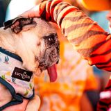 Auf Tuchfühlung mit den Fans: Jinny Lu, ein zweijähriger Mops, scheint zumindest die Streicheleinheit zu mögen.