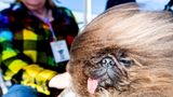 Hinsichtlich Wild Thang helfen wir gerne weiter. So sieht der Pekinese übrigens von vorne aus. Ob diese Frisur immer so aussieht oder gerade ein Windstoß auf Sonoma-Marin Fair im kalifornischen Petaluma für die Haarpracht verantwortlich ist, ist nicht überliefert. Der sechs Jahre alte Hund wurde Zweiter in dem Wettbewerb.