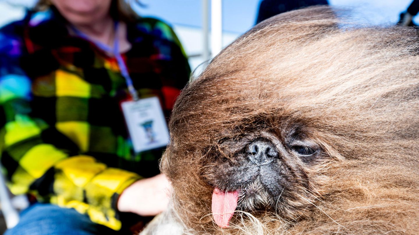 Hinsichtlich Wild Thang helfen wir gerne weiter. So sieht der Pekinese übrigens von vorne aus. Ob diese Frisur immer so aussieht oder gerade ein Windstoß auf Sonoma-Marin Fair im kalifornischen Petaluma für die Haarpracht verantwortlich ist, ist nicht überliefert. Der sechs Jahre alte Hund wurde Zweiter in dem Wettbewerb.