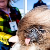 Hinsichtlich Wild Thang helfen wir gerne weiter. So sieht der Pekinese übrigens von vorne aus. Ob diese Frisur immer so aussieht oder gerade ein Windstoß auf Sonoma-Marin Fair im kalifornischen Petaluma für die Haarpracht verantwortlich ist, ist nicht überliefert. Der sechs Jahre alte Hund wurde Zweiter in dem Wettbewerb.