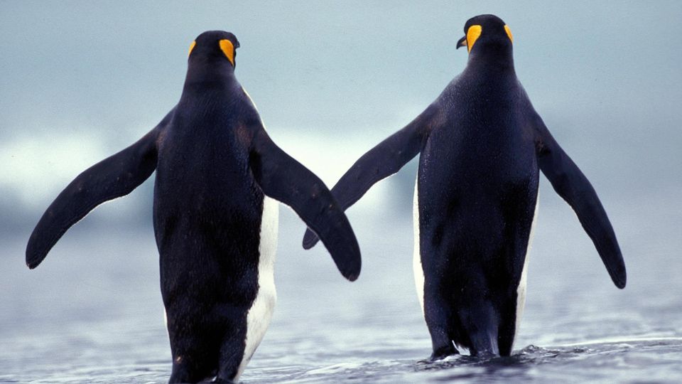 Unter anderem Pinguine leben in der Antarktis. Mehrere Staaten ringen seit Jahren um neue Schutzgebiete im Südpolarmeer