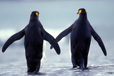 Unter anderem Pinguine leben in der Antarktis. Mehrere Staaten ringen seit Jahren um neue Schutzgebiete im Südpolarmeer