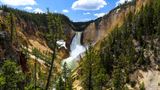 Parkhüter in dem für seine Geysire, Grizzlybären und Bisonherden berühmten Yellowstone-Nationalpark mahnen Urlauber an, von Wildtieren Abstand zu halten. Dennoch verursacht ein Tourist aus Hawaii im Mai den Tod eines Bison-Kälbchens. Er hat das Neugeborene an einem Fluss aufgelesen und dabei angefasst. Das Tier wird von seiner Herde verstoßen und muss eingeschläfert werden. Die Parkverwaltung brummt dem Mann eine Strafe von über 1000 Dollar (910 Euro) auf. Für solch ignorante Besucher gibt es in der Region bereits eine Wortschöpfung: "Tourons" (aus "Touristen" und "Morons/Idioten"). Auf der Instagram-Seite "Tourons of Yellowstone" sind Hunderte Fotos und Videos zu sehen, in denen Urlauber-Fehlverhalten bloßgestellt wird.