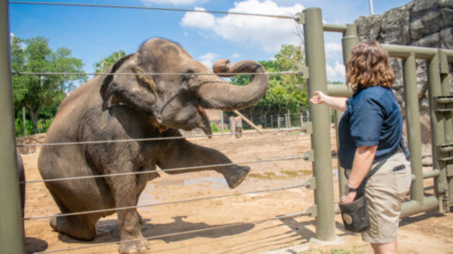 Elefant im Zoo Houston hebt seinen Vorderfuß, die Tiere machen dort Yoga
