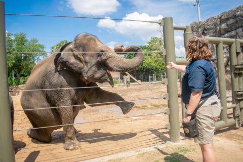 Elefant im Zoo Houston hebt seinen Vorderfuß, die Tiere machen dort Yoga