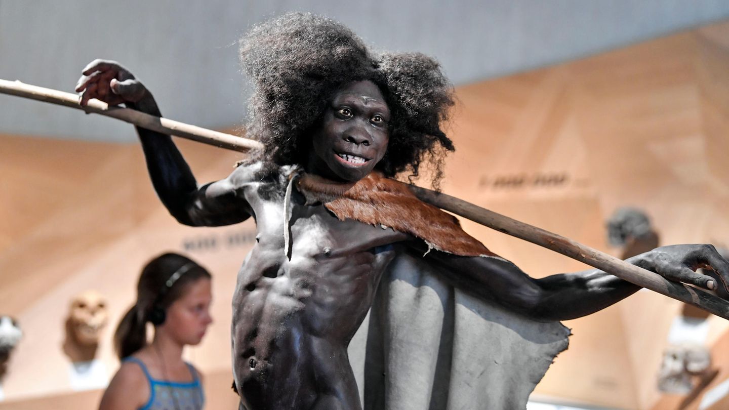 Die Rekonstruktion eines Homo erectus im Neanderthal-Museum in Mettmann