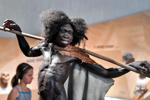 Die Rekonstruktion eines Homo erectus im Neanderthal-Museum in Mettmann