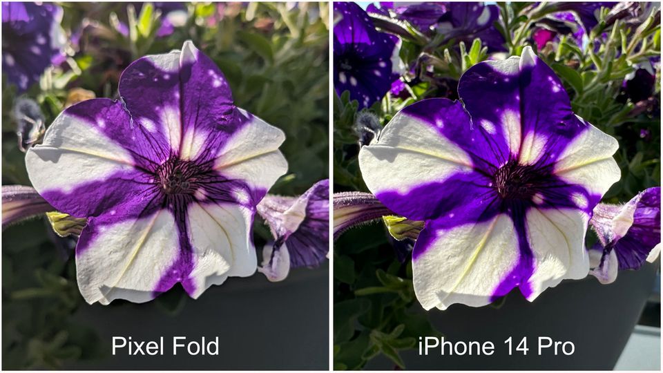 Vergleich Blüte Vergleich Blüte