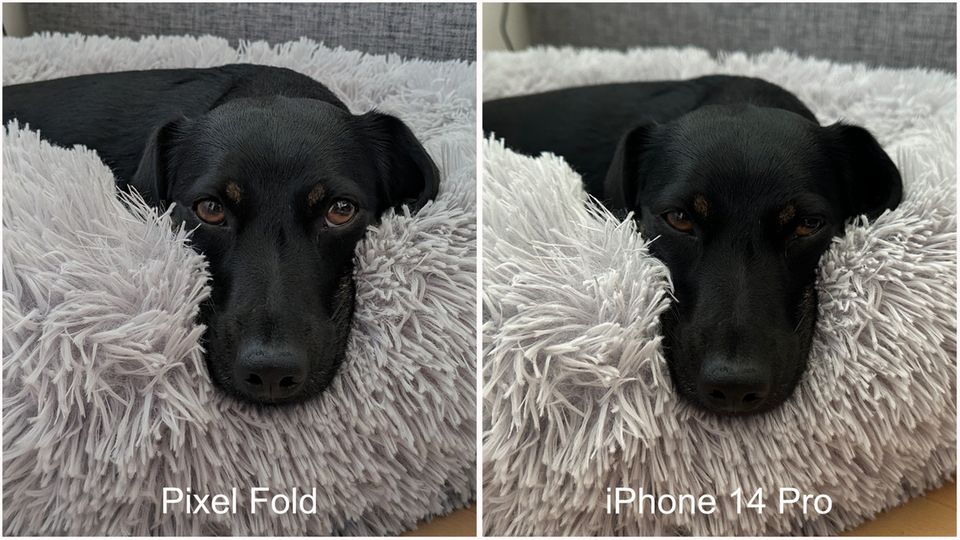 Vergleich Hundefoto Vergleich Hundefoto