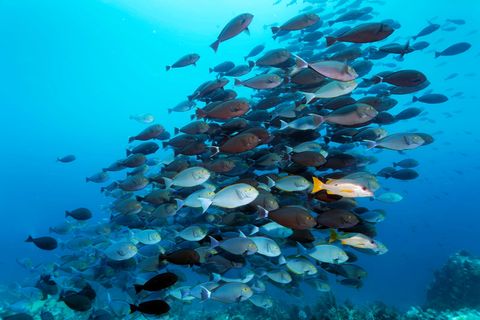 Ein Fischschwarm im Meer