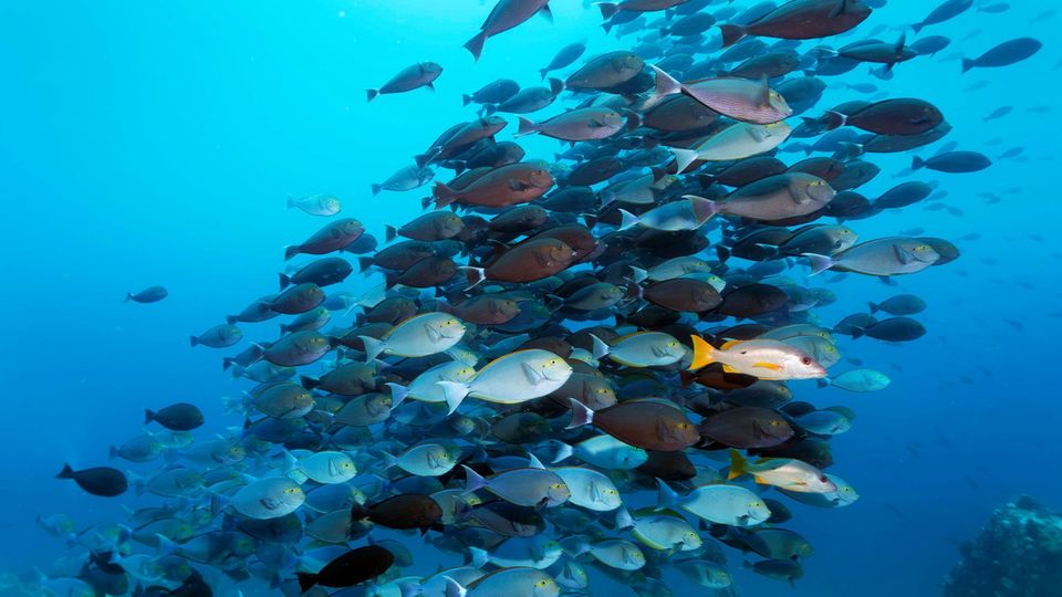 Ein Fischschwarm im Meer