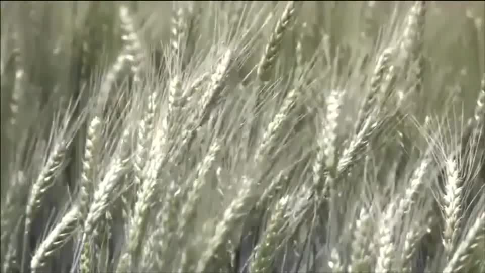 Video: Özdemir - EU soll sich um alternative Getreide-Exportrouten kümmern