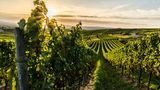 Weinanbau
