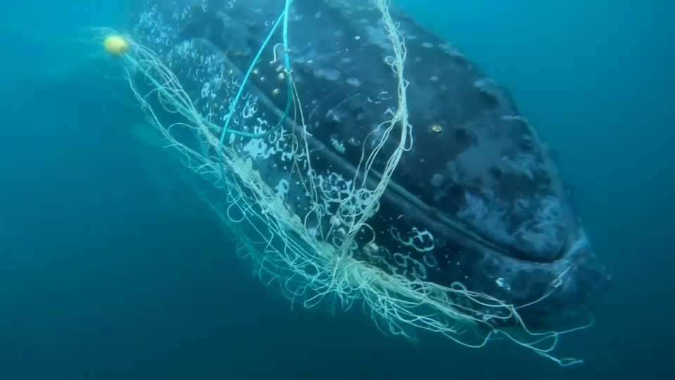 Video: Buckelwal aus Fischernetz gerettet